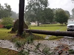 Storm damage fallen trees